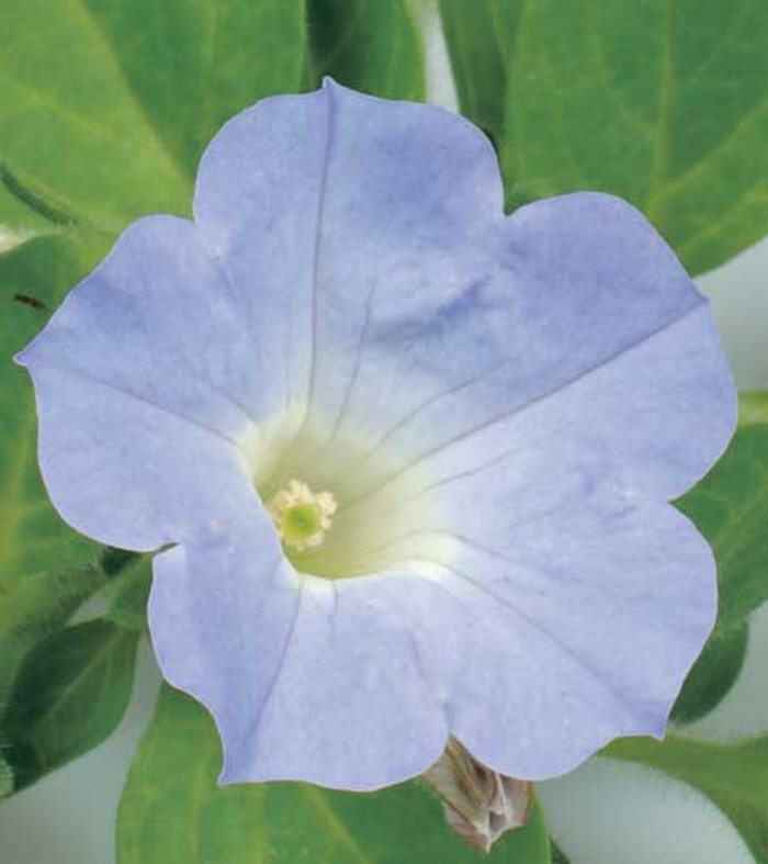 Сурфиния Патио Лавандер